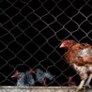 Képesek az önellátásra