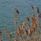 Éhmann Ferenc Emlék Kupa