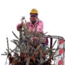 Fenyőfaállítás a Szabadság téren