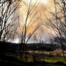 Száraz növényzet égett