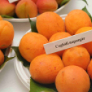 Kajszibarack tanácskozás a Gyümölcskutatóban