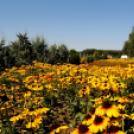 Színpompás bemutató