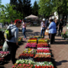 Csemői - Anyám tyúkja