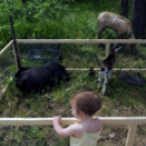 Hétközepi majális