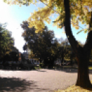 Halló Cegléd! - telefonfotók