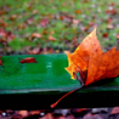 Ősz a Gubody parkban