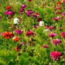 Kováts Zoltán Emlékülés Csemőben