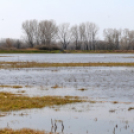 Belvízkárok Cegléden