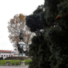 Megérkezett a város karácsonyfája