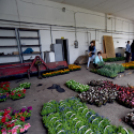 Szebb, virágosabb Ceglédért