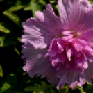 Együttműködésbe kezdett a csemői Marosi Faiskola és a Nemzeti Agrárkutatási és Innovációs Központ