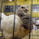 Ceglédi galamb mustra