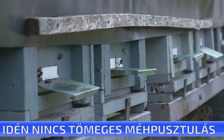 Idén nincs tömeges méhpusztulás