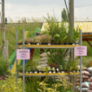 Rózsák Hétvégéje - Oázis Kertészeti Áruház