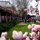 Két új magnóliafát ültettek