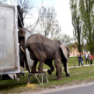 Elefántok érkeztek a Vörösmarty térre