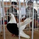 Galambkiállítás Cegléden