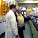 Ceglédi galamb mustra