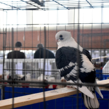 Galambkiállítás Cegléden