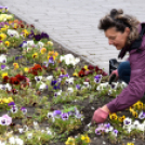 Ments meg egy árvácskát!