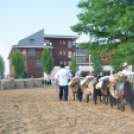 Bor és laskafesztivál - II