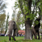 Elefántok érkeztek a Vörösmarty térre