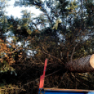 A város karácsonyfája