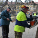 Felállították a város karácsonyfáját