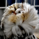 Galambkiállítás Cegléden