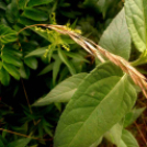 Telefonfotók - Ceglédi hangulatok