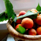 Kajszibarack tanácskozás a Gyümölcskutatóban