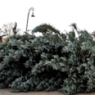 Felállították a város karácsonyfáját