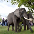 Elefántok érkeztek a Vörösmarty térre
