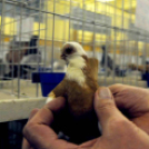 Ceglédi galamb mustra