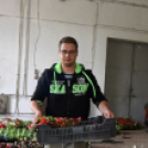 Szebb, virágosabb Ceglédért