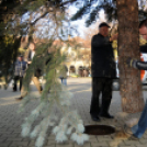 A város karácsonyfája